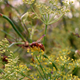 Paper Wasp